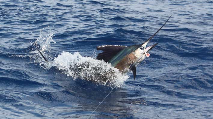 sportfishing-puerto-vallarta