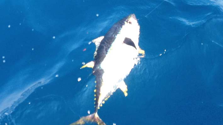 sportfishing-dorado-puerto-vallarta