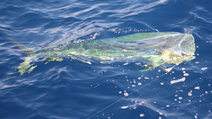sportfishing-dorado-sailfish