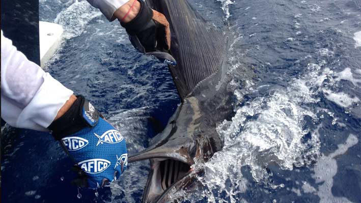 sportfishing-puerto-vallarta